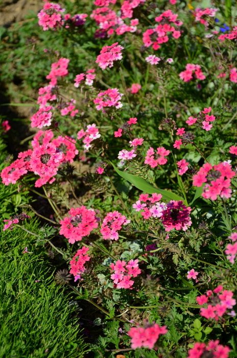 Verbena x 'Sissinghurst'